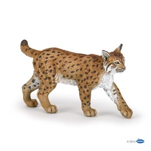 Lince
