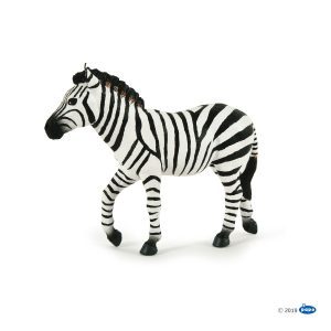 Male Zebra