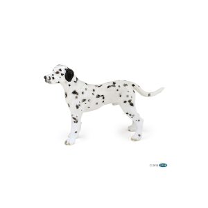 Dalmata cane